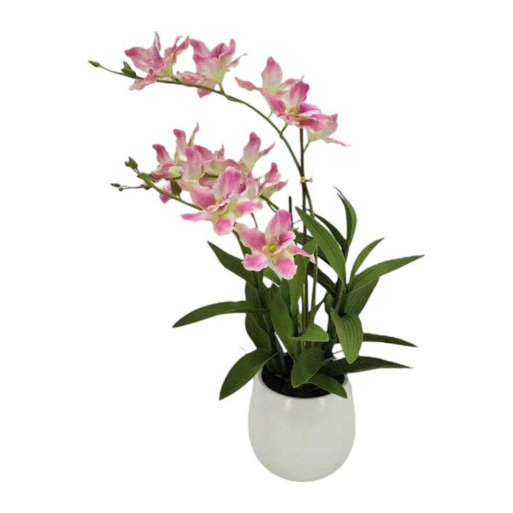 Cattleya Orchid Pink 35654 Straits Home and Gift Mulligans of Ballaghaderreen
