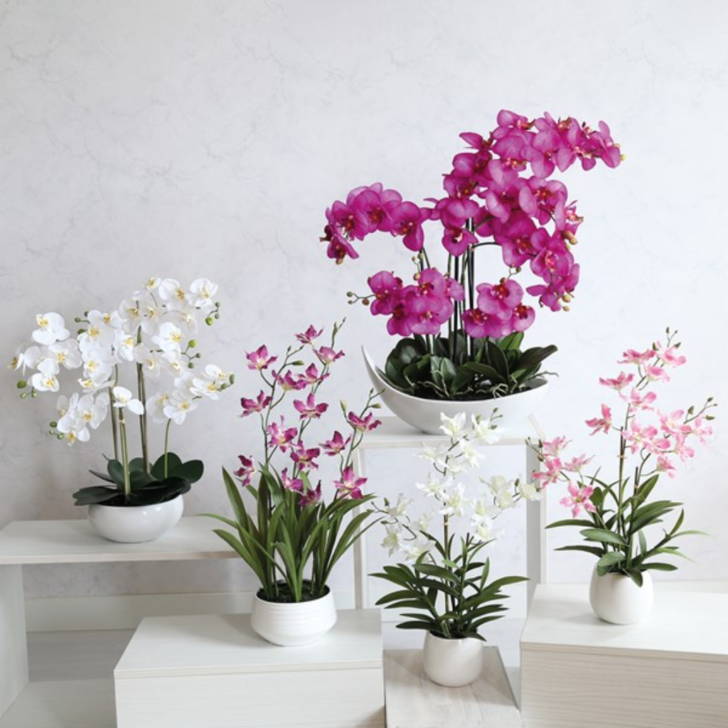 Cattleya Orchid Pink 35654 Straits Home and Gift Mulligans of Ballaghaderreen