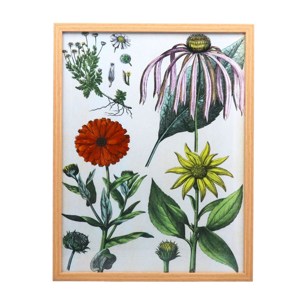 Floral Study Framed Print 35580 Gisela Graham Mulligans of Ballaghaderreen 
