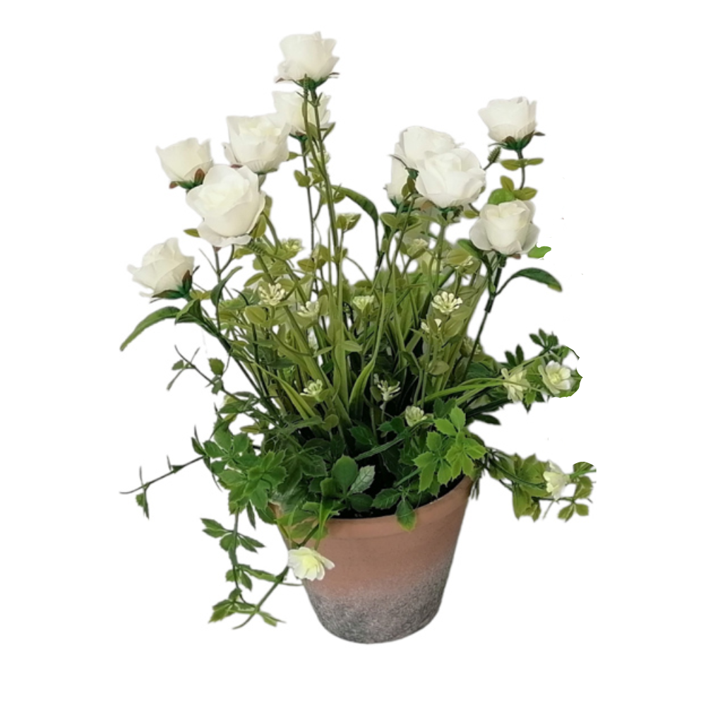 Floral Collection - Potted Roses Assorted (Red/White)