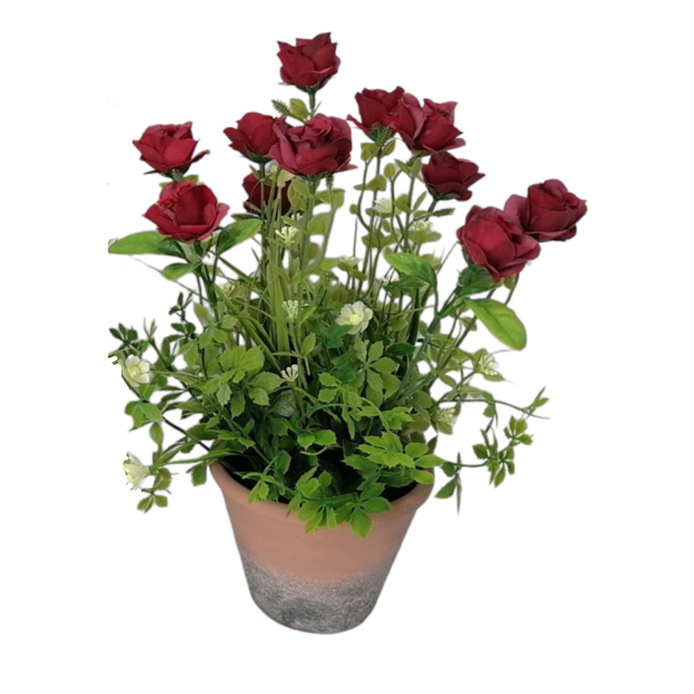 Floral Collection - Potted Roses Assorted (Red/White)
