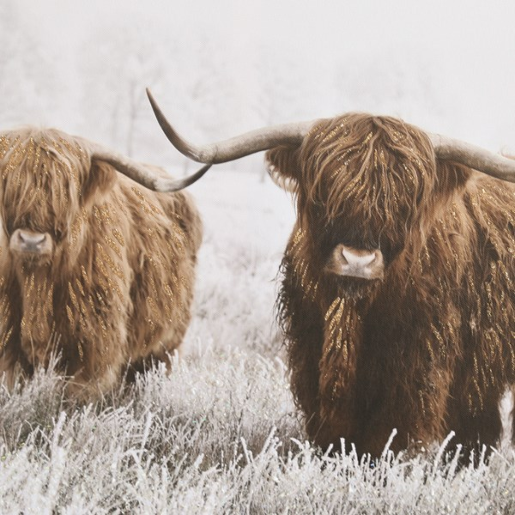 Highland Cow Print 34216 Straits Home and Gift Mulligans of Ballaghaderreen