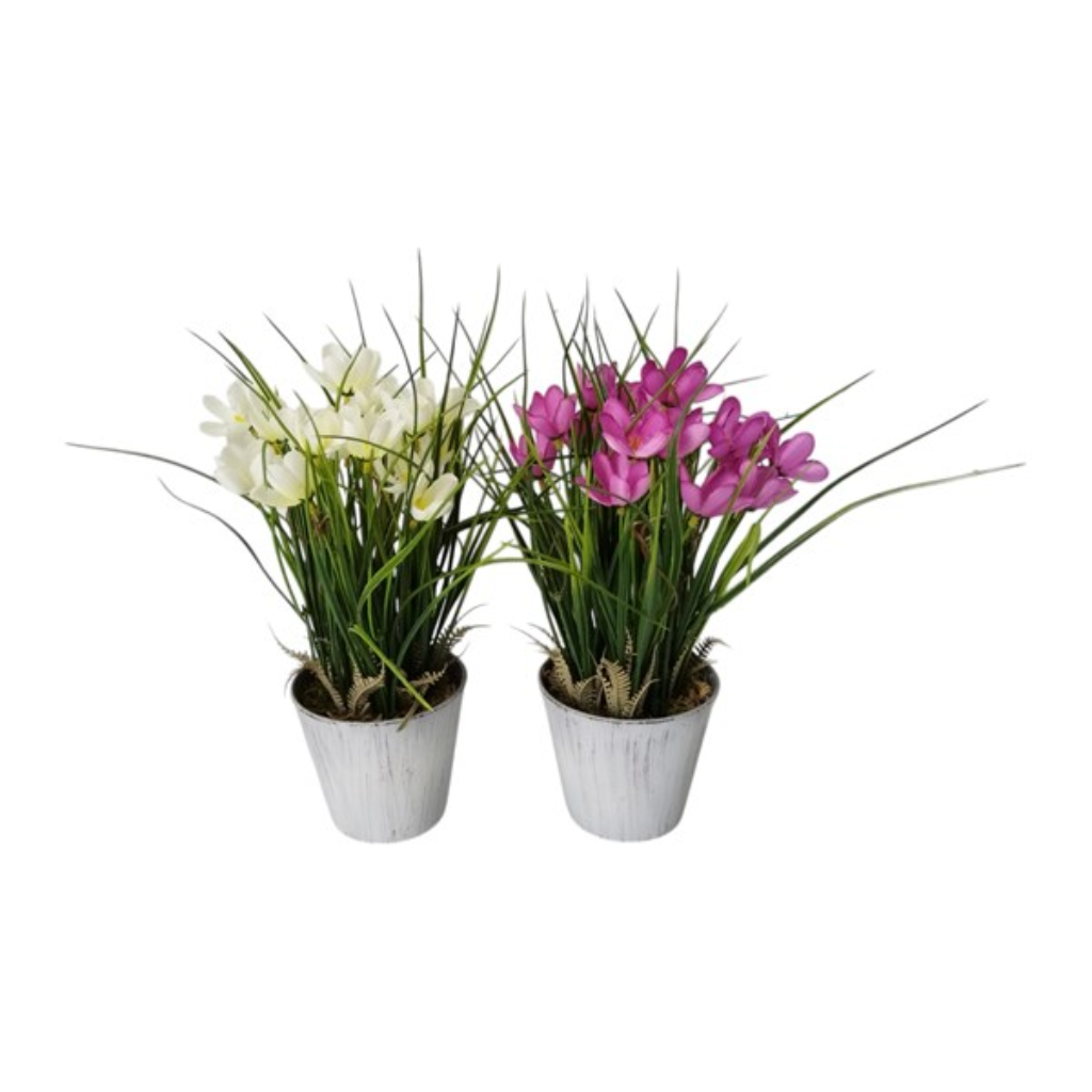 Potted Crocus 35456 Home and Gift Mulligans of Ballaghaderreen