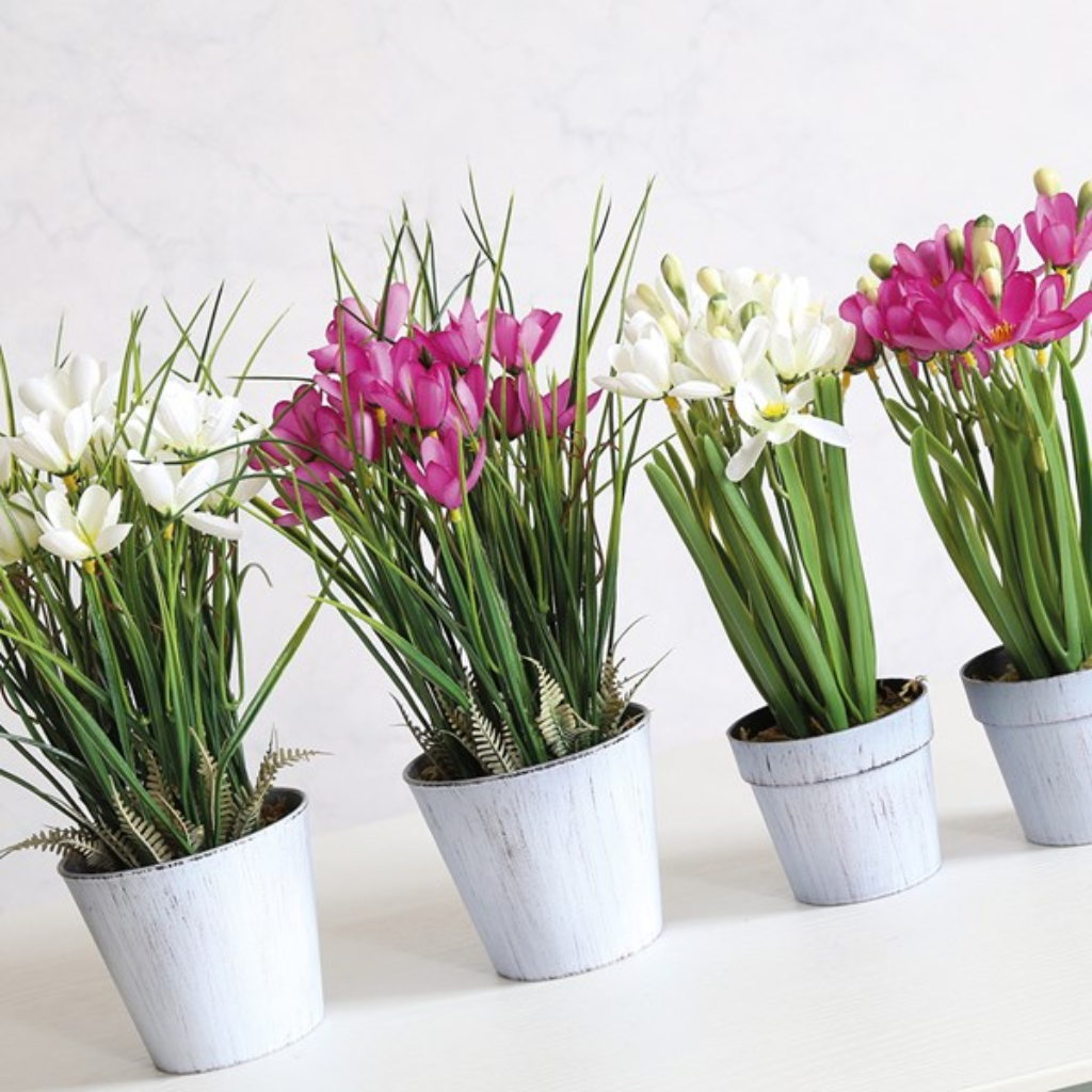 Potted Crocus 35456 Home and Gift Mulligans of Ballaghaderreen