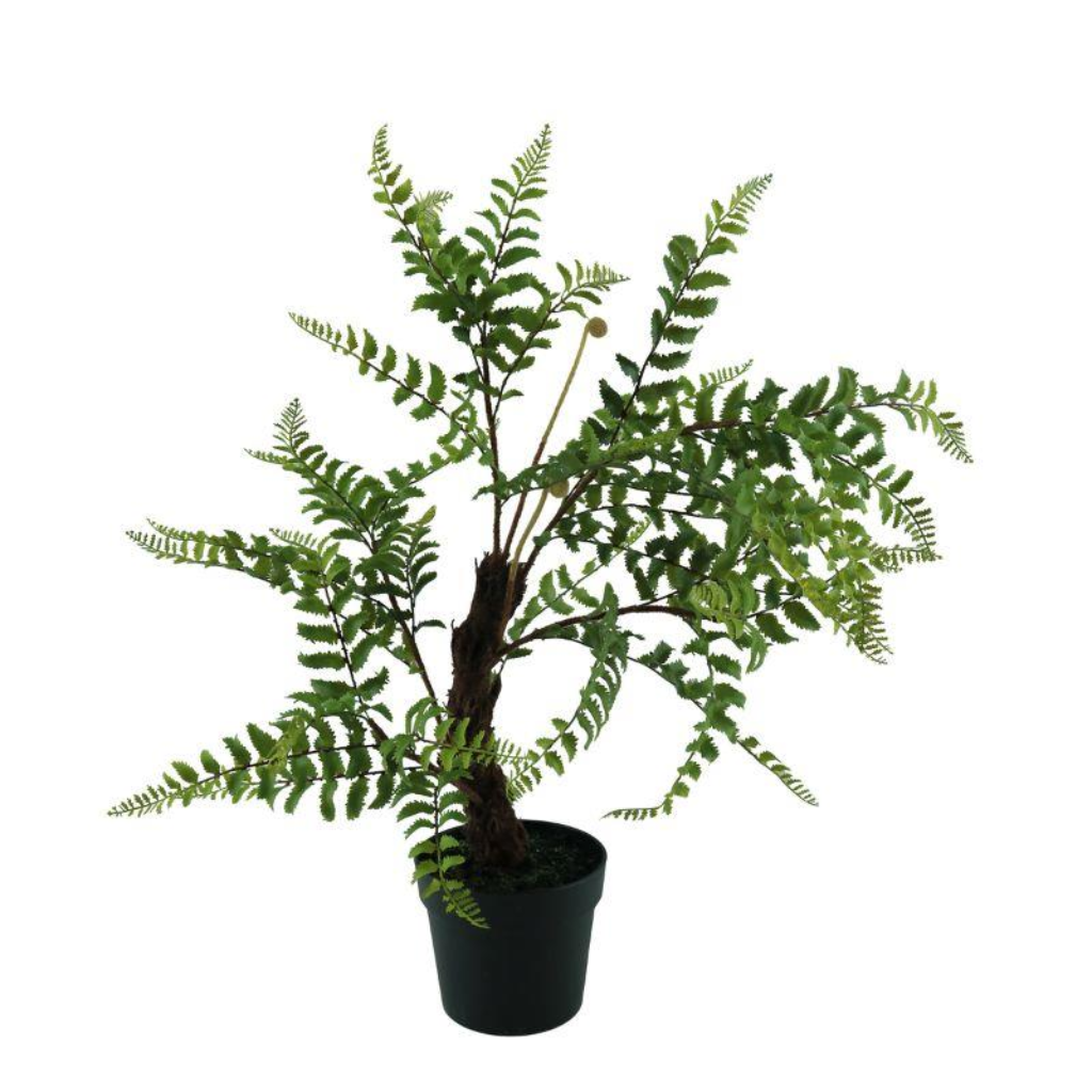 Potted Fern Plant - Large Y62.S45549 Harold Elmes Mulligans of Ballaghaderreen