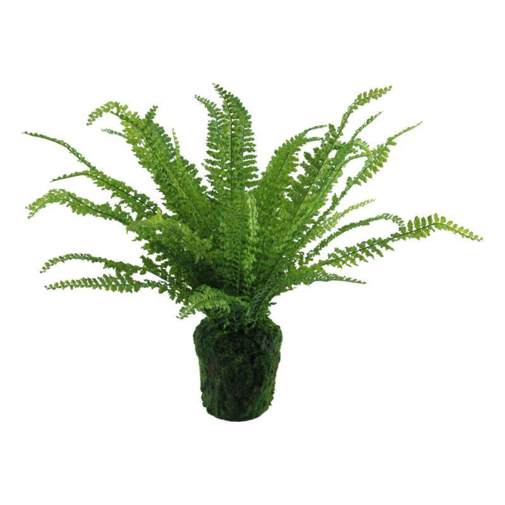 Potted Fern Plant - Medium Y62.S45558 Harold Elmes Mulligans of Ballaghaderreen