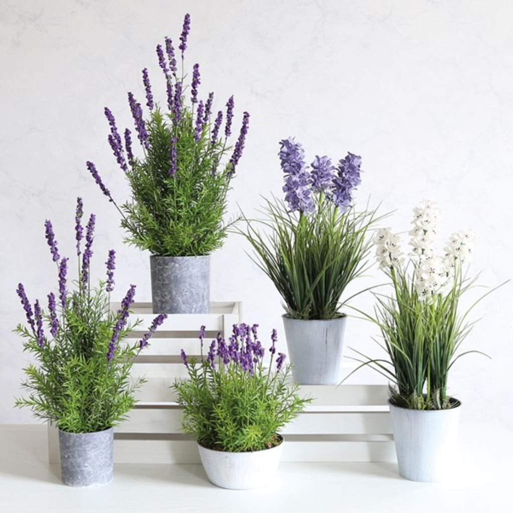 Potted Lavender 35454 Home and Gift Mulligans of Ballaghaderreen