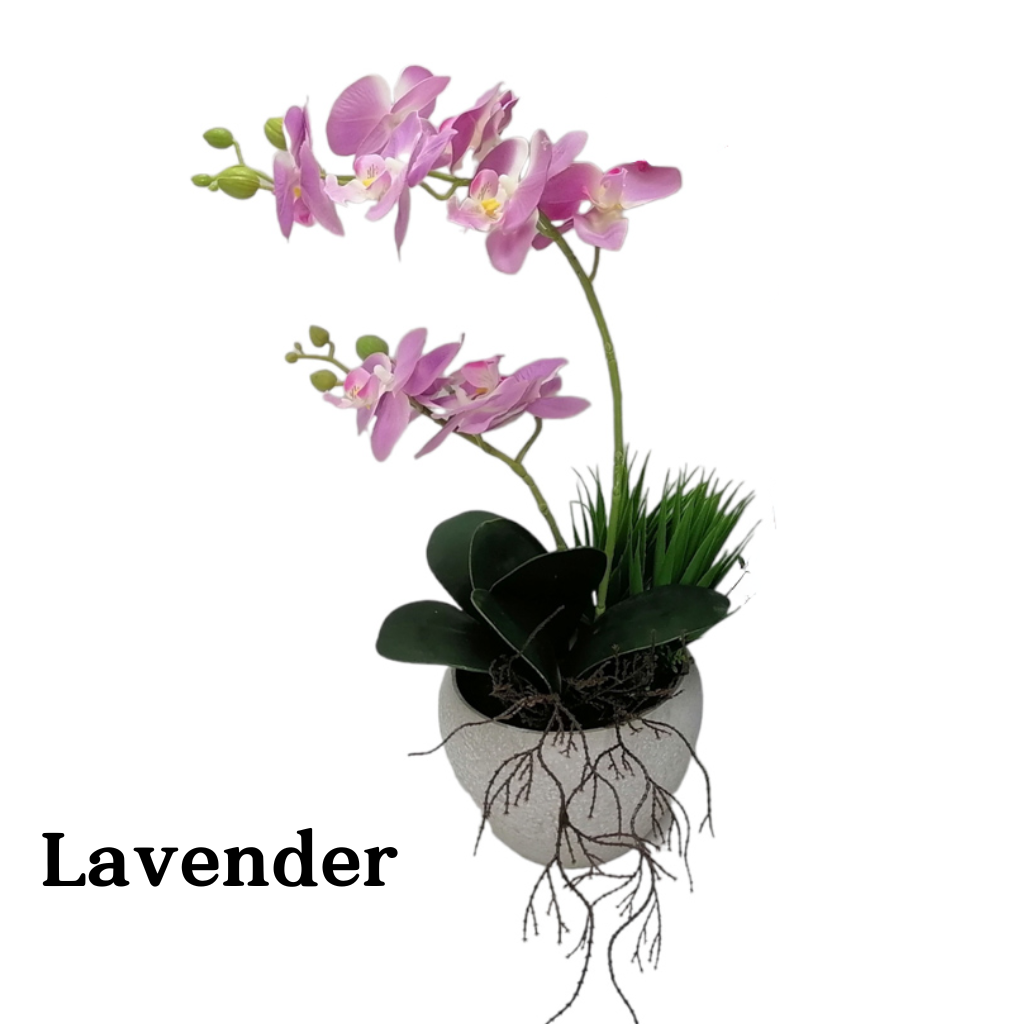 Potted Orchid Lavender TL6075L Tara Lane Mulligans of Ballaghaderreen