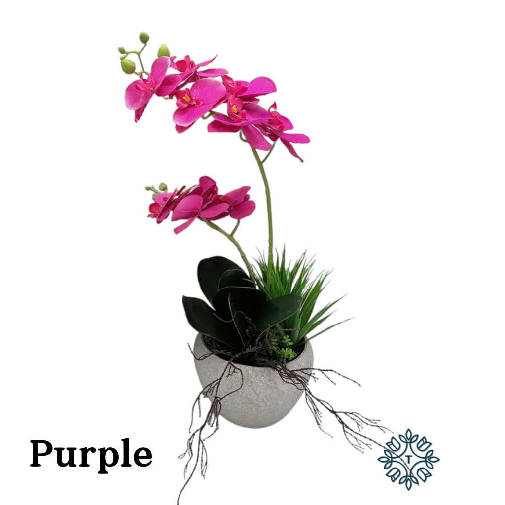 Potted Orchid Purple TL6075P Tara Lane Mulligans of Ballaghaderreen 