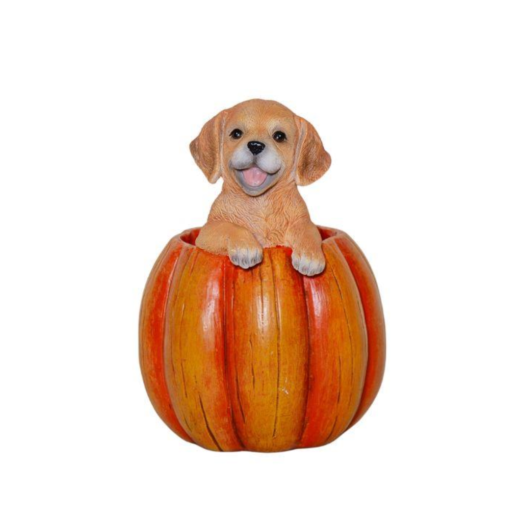 Puppy in a Pumpkin Y22.A44691 Harold Elmes Mulligans of Ballaghaderreen