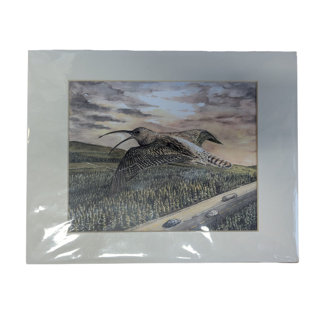 "The Cry of the Curlew" by Conor O'Connell TCOTC Mulligans of Ballaghaderreen