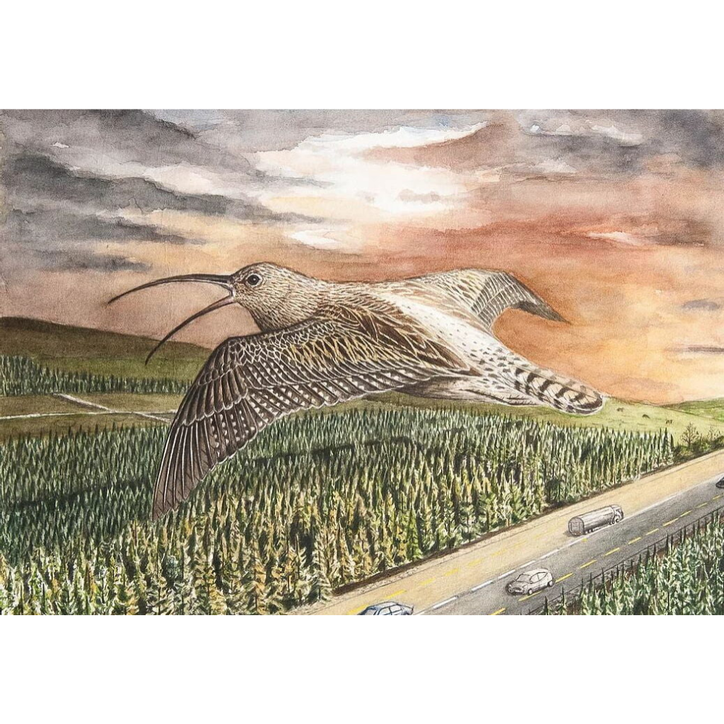 "The Cry of the Curlew" by Conor O'Connell TCOTC Mulligans of Ballaghaderreen